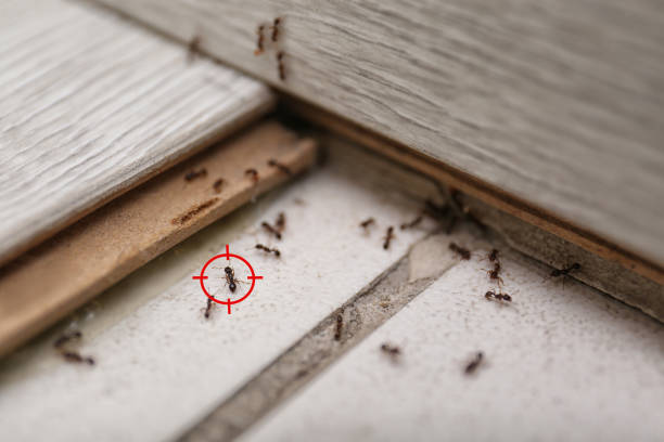 Spider Control Near Me in Jennings Lodge, OR